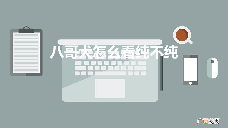 八哥犬怎么看纯不纯(八哥犬怎么看纯不纯正)
