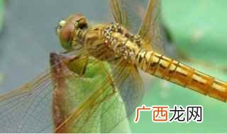 蜻蜓咬人的原因是什么 蜻蜓会咬人吗