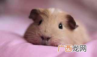 养荷兰猪需要注意什么事项 养荷兰猪需要注意什么