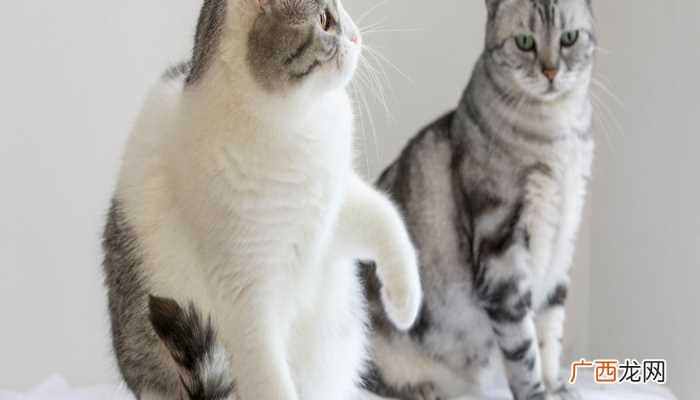 梦见小猫生了好多猫仔