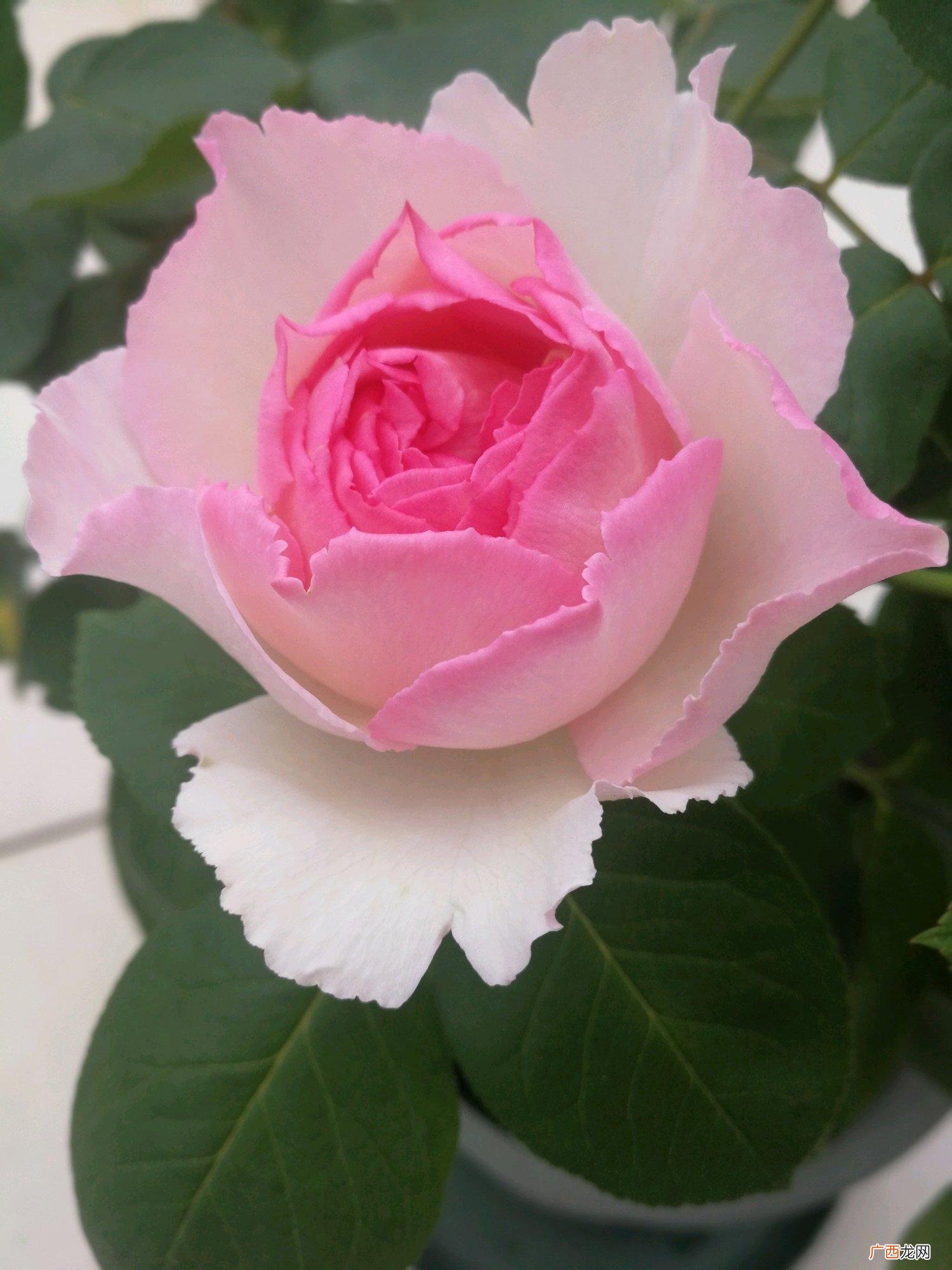 灌木状月季花魂之香水四季有花开 香水月季品种优缺点