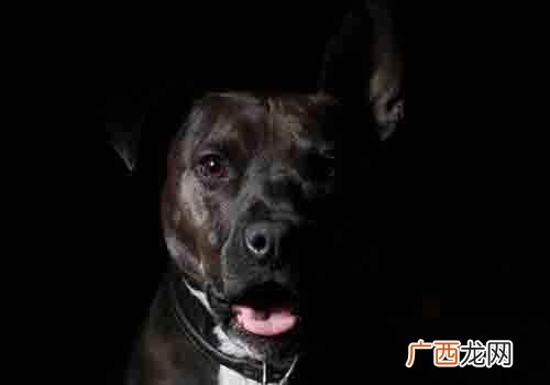 狗肉对身体有什么好处与坏处 狗肉对身体有什么好处