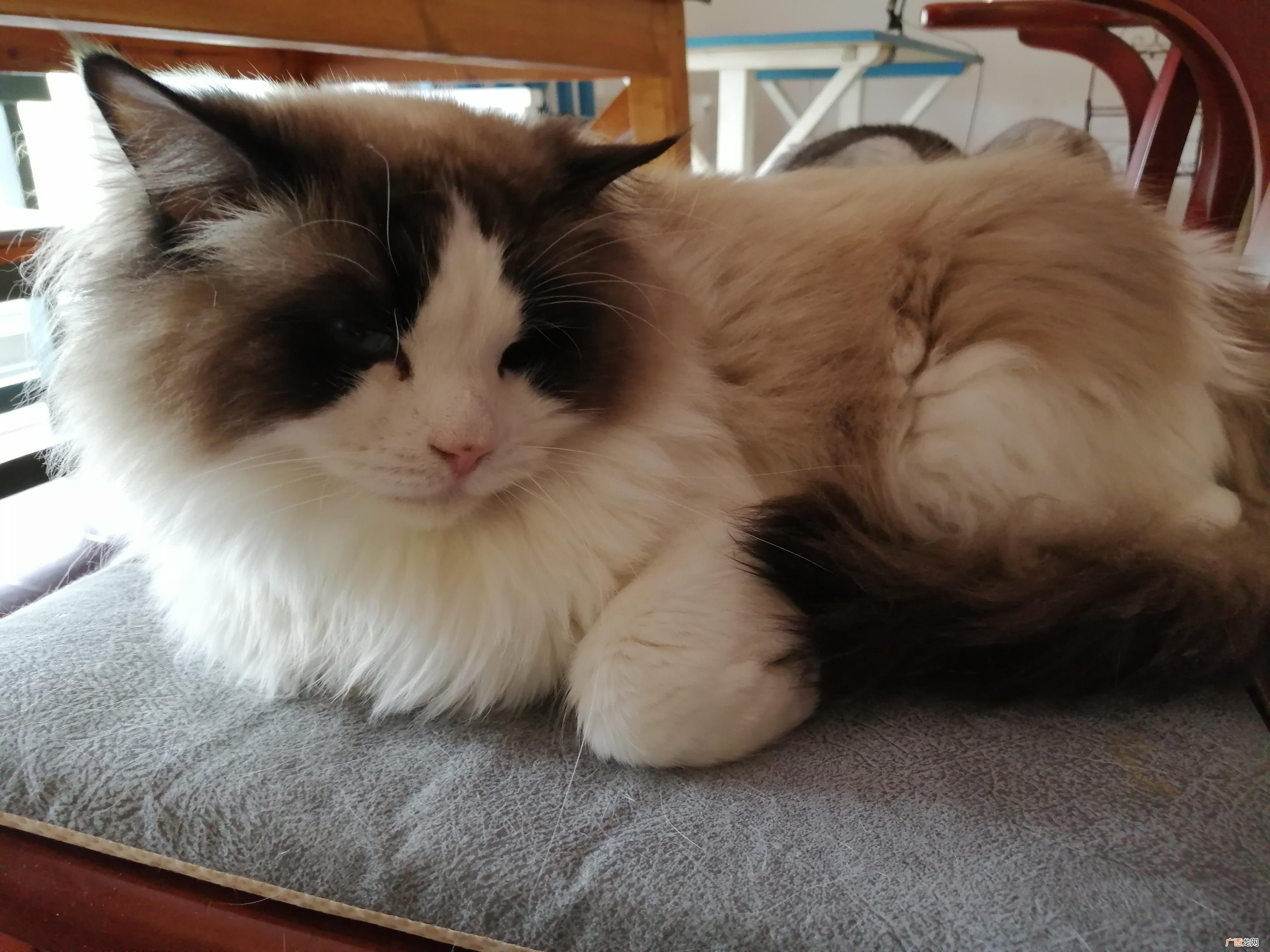猫咪眼中的世界是什么样的 猫咪眼中的世界是什么颜色
