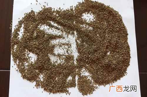 地肤子的功效与作用图片 地肤子的功效与作用