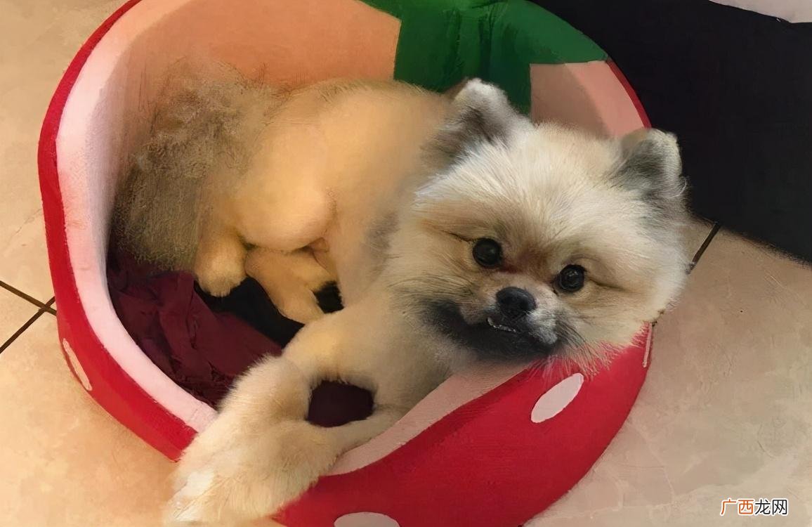 小型狗狗哪个品种适合家里养 小型狗品种大全及图片