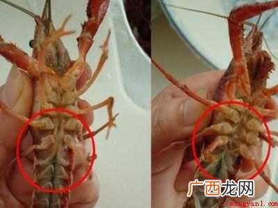 怎么分辨小龙虾的公母