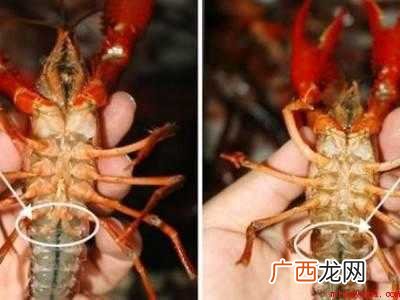 怎么分辨小龙虾的公母