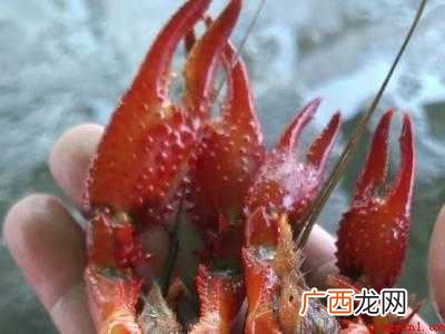 怎么分辨小龙虾的公母
