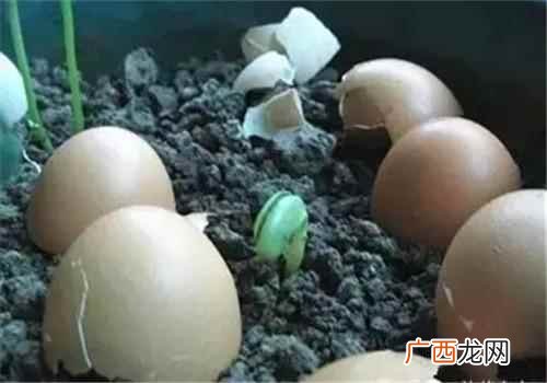 鸡蛋壳做肥料对花草有效吗 鸡蛋壳可以做花肥吗