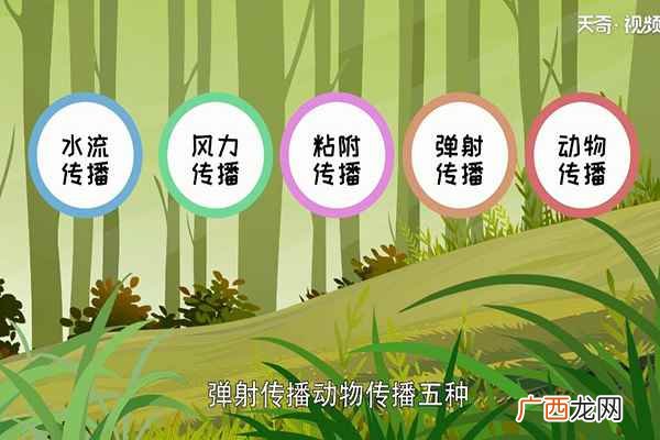 植物种子的传播方式有哪些方法 植物种子的传播方式有哪些