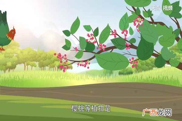 植物种子的传播方式有哪些方法 植物种子的传播方式有哪些