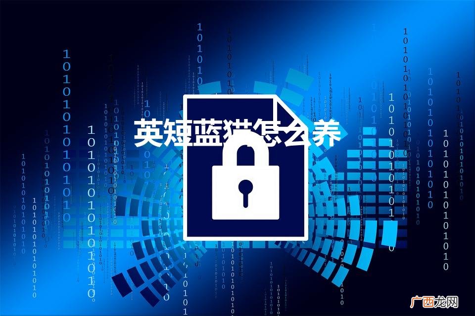 英短蓝猫怎么养（养英短蓝猫的注意事项)