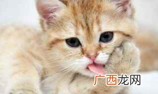 猫咪禁食注意事项 猫咪拉稀怎么办