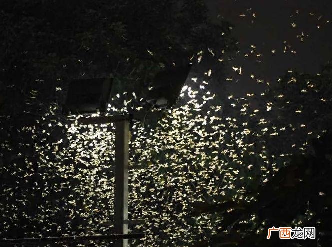 白蚁和飞蚁对比有什么具体不同 白蚁和飞蚁的区别图片