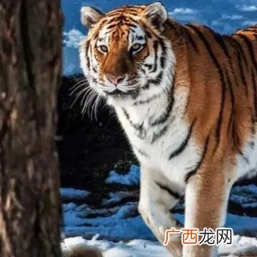 三大生肖最容易成为领导 十二生肖谁有当领导的潜质