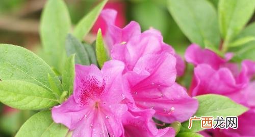 杜鹃花干叶掉叶怎么补救 杜鹃花掉叶是啥原因应该怎样处理