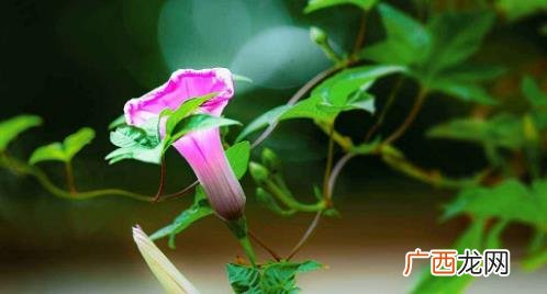 多菌灵有挥发毒性吗 多菌灵的毒性有多大