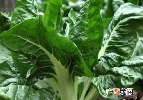 牛皮菜的功效与作用禁忌 牛皮菜的功效与作用