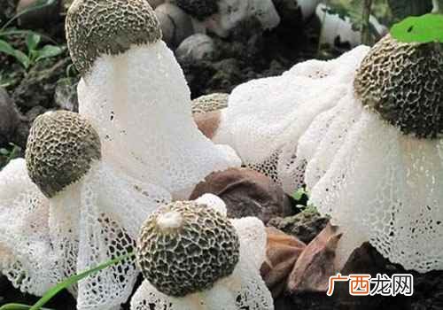 竹荪的功效与作用做法 竹荪的功效与作用