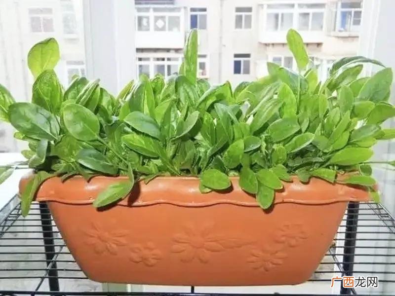 种植菠菜的新方法，15天后开始收割 菠菜的种植方法和时间