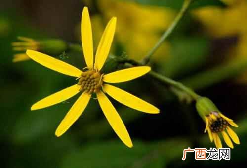 千里光的功效与作用图片 千里光的功效与作用