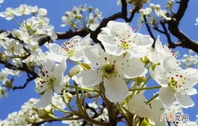 梨花的开花时间长短与品种和地域有关系 梨花几月开