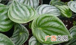 土壤轮叶椒草养殖注意事项 轮叶椒草的养殖方法