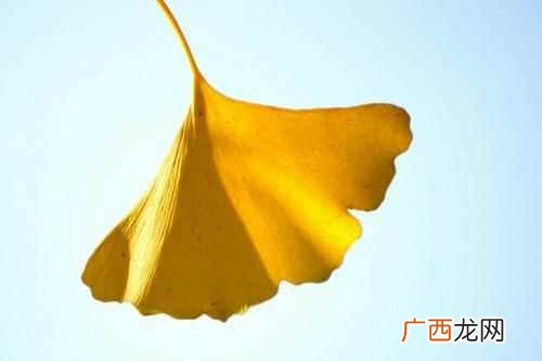 预防脑血栓与中风导致中风的危险因素 银杏叶的功效与作用