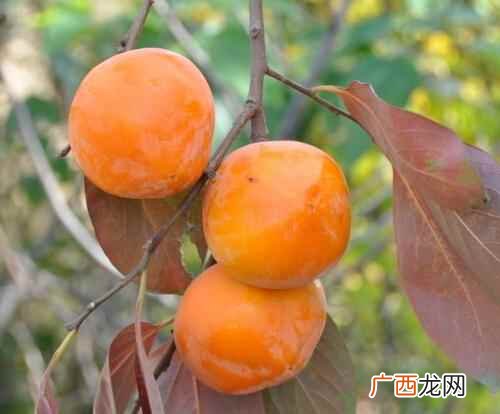 润肺化痰柿子有清热生津、润肺止咳的功效 秋季吃柿子的好处