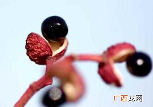 花椒回奶吗哺乳期能吃吗 花椒回奶吗