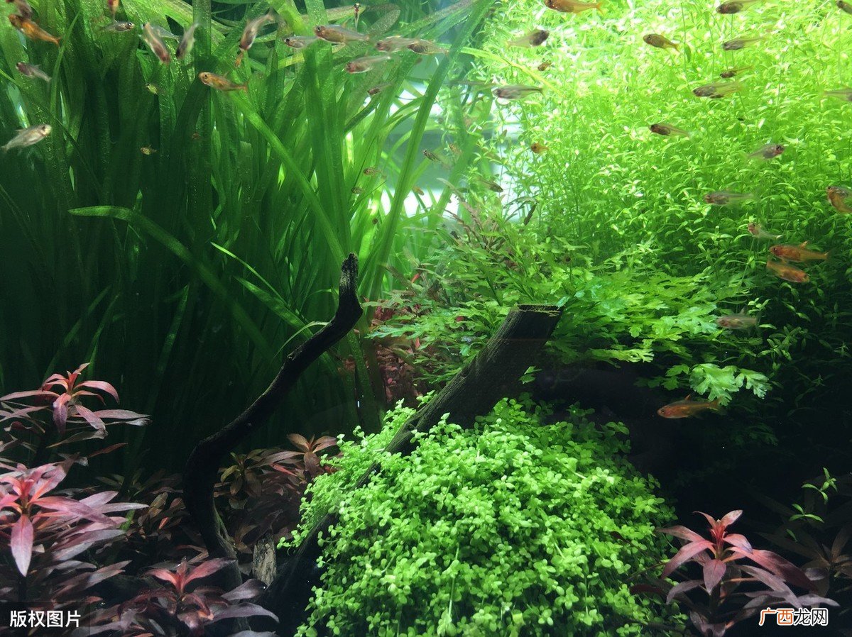 养殖观赏水草需要注意哪些问题 水草怎么养长得好