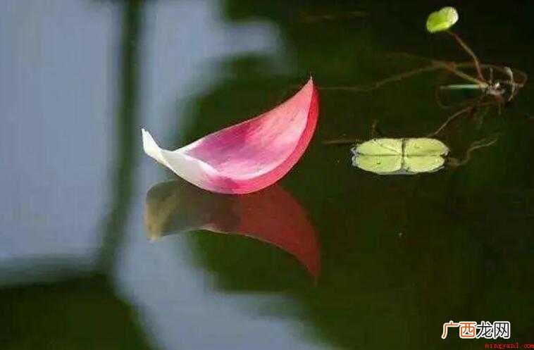 让人静心的句子有哪些