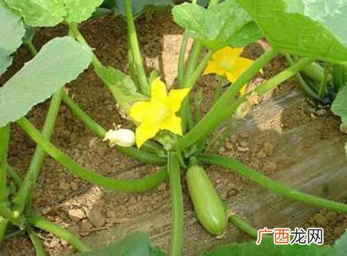 西葫芦的功效与作用害处 西葫芦的功效与作用