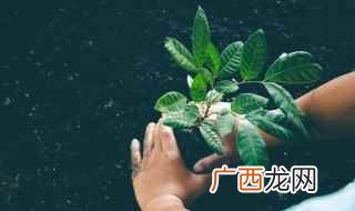 小榉树苗种植时间 夏天榉树怎么种