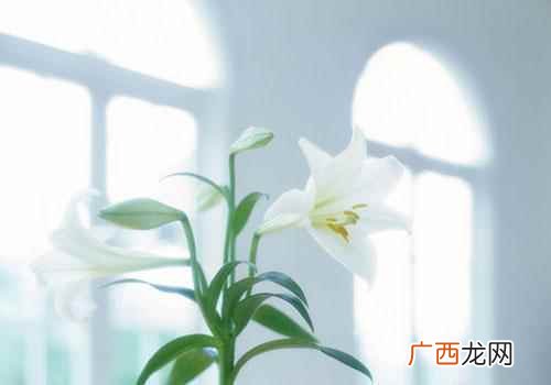 百合花的功效与作用危害 百合花的功效与作用