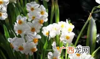 水仙的种类有哪些 水仙花有哪些种类