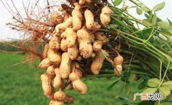 吃花生可以帮助下奶吗 吃花生可以下奶吗