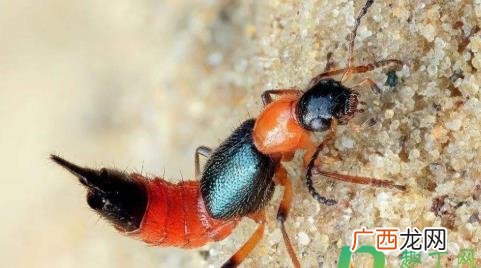 隐翅虫咬后有生命危险吗 隐翅虫咬了会有生命危险吗