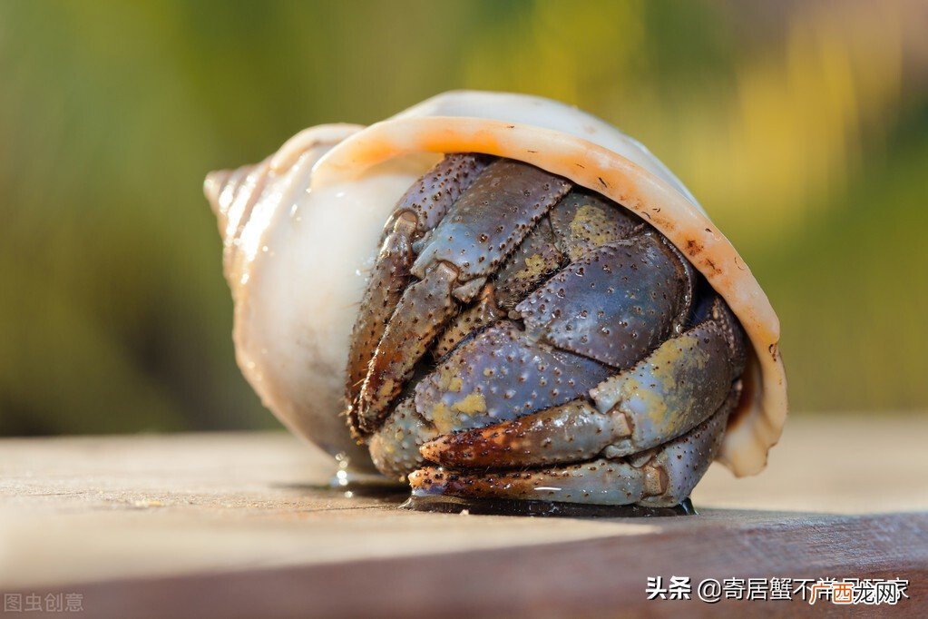 寄居蟹为什么会裸奔怎么解决 寄居蟹裸奔多久会死