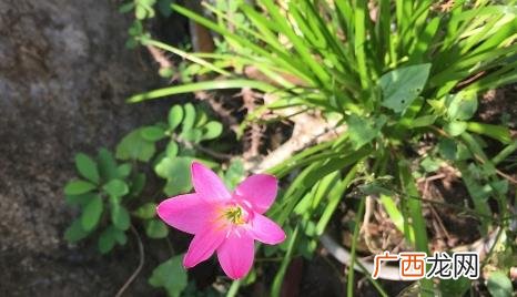 韭菜莲盆栽有毒吗 韭菜莲有毒吗可以放卧室吗