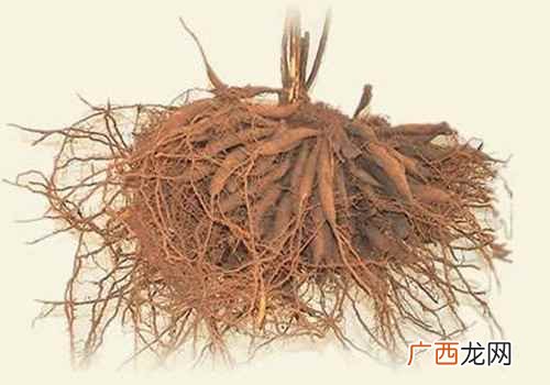 天冬是什么药 天冬是什么,天冬是什么东西,天冬是什么药