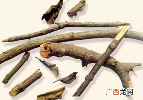 桑寄生的功效与作用及禁忌症用量 桑寄生的功效与作用及禁忌症