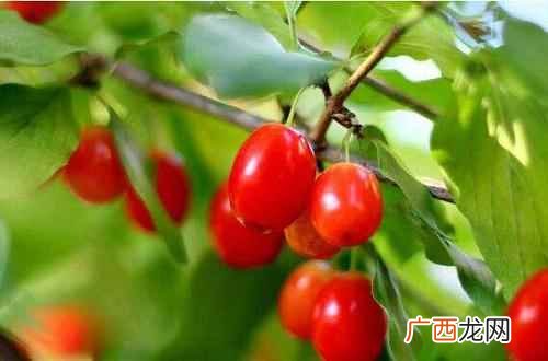 山茱萸的功效与作用和禁忌 山茱萸的功效与作用