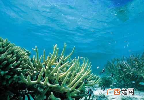 海藻的功效与作用面膜 海藻的功效与作用