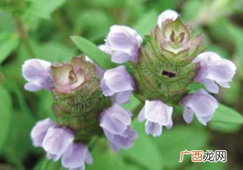 夏枯草的功效与作用图片 夏枯草的功效与作用