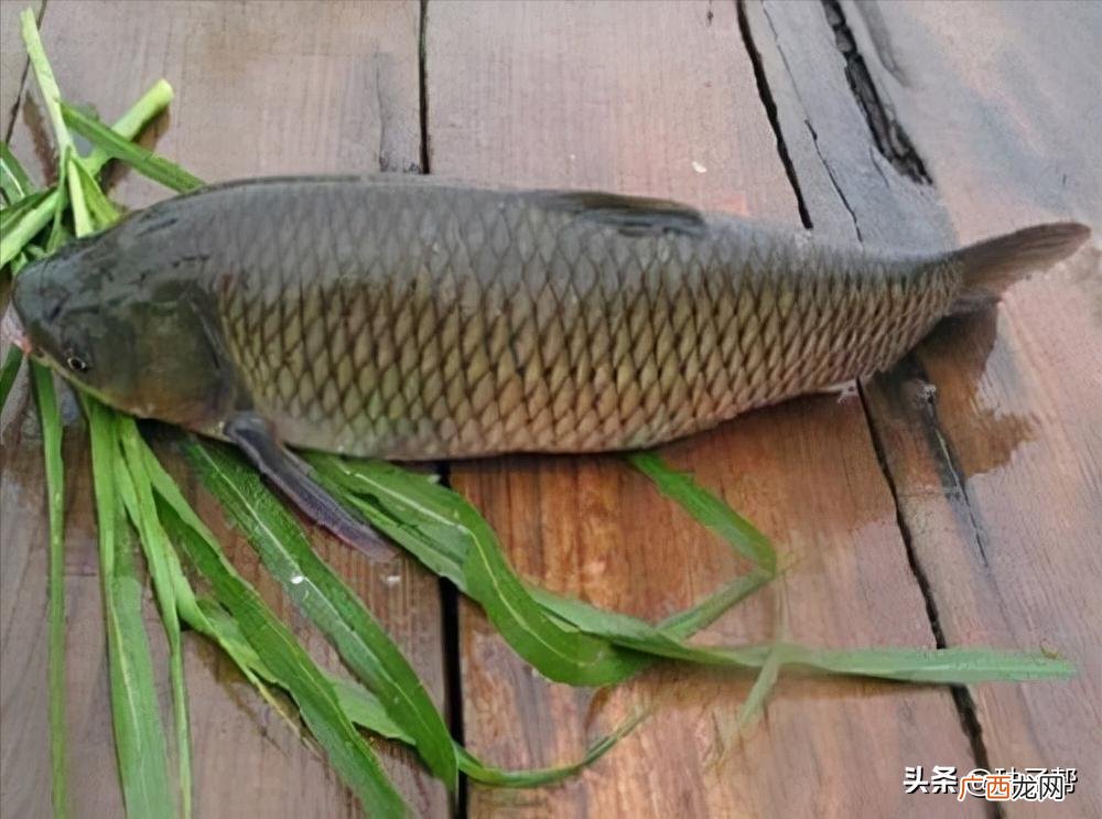 草鱼喜欢吃什么草能大面积种植的 草鱼喜欢吃什么草