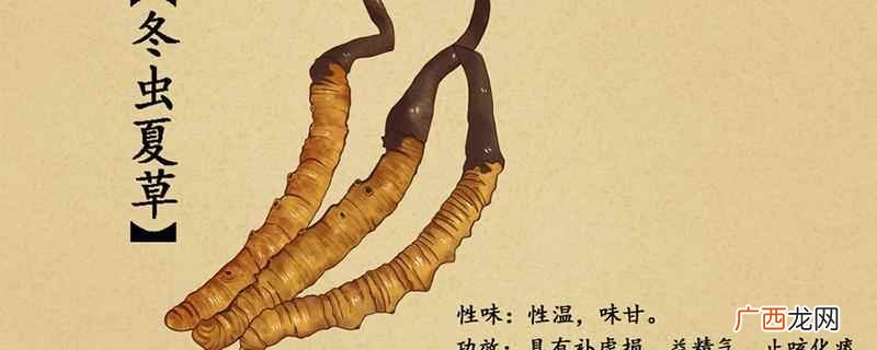 冬虫夏草的功效和食用方法 冬虫夏草的功效与作用及食用方法
