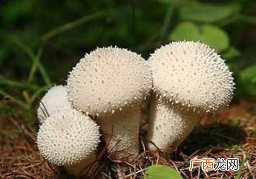 马勃的功效与作用及图片 马勃的功效与作用