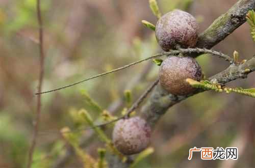哪些食物抗氧化最好 哪些食物抗氧化