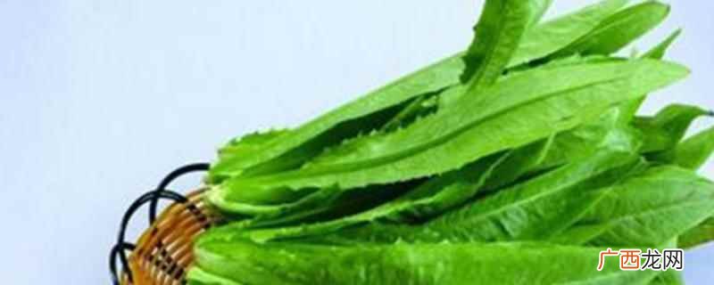 油麦菜的功效是什么 油麦菜的功效是什么,油麦菜的营养价值